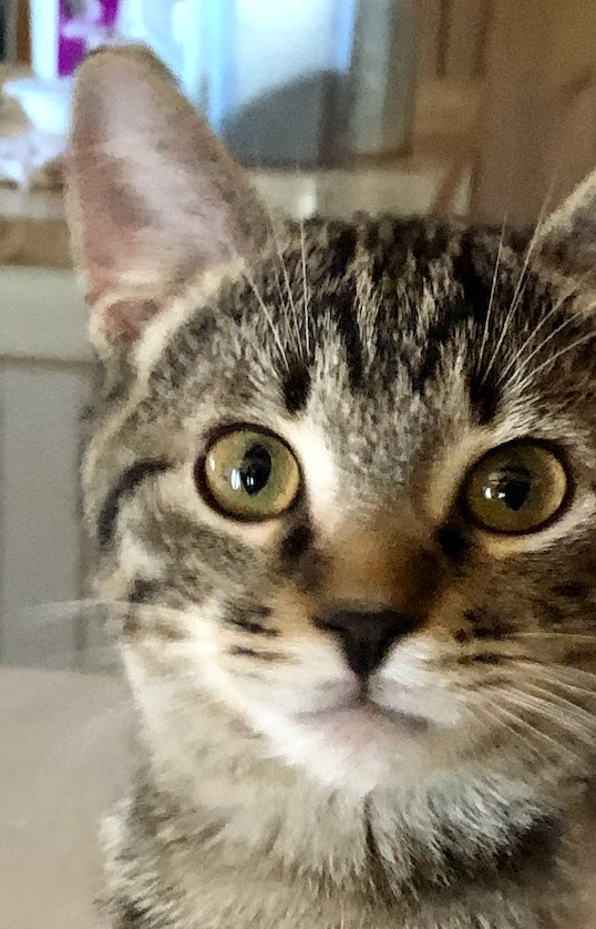 Enlarge Cory, a Adoptable mixed breed in Ventura, CA image 9/9