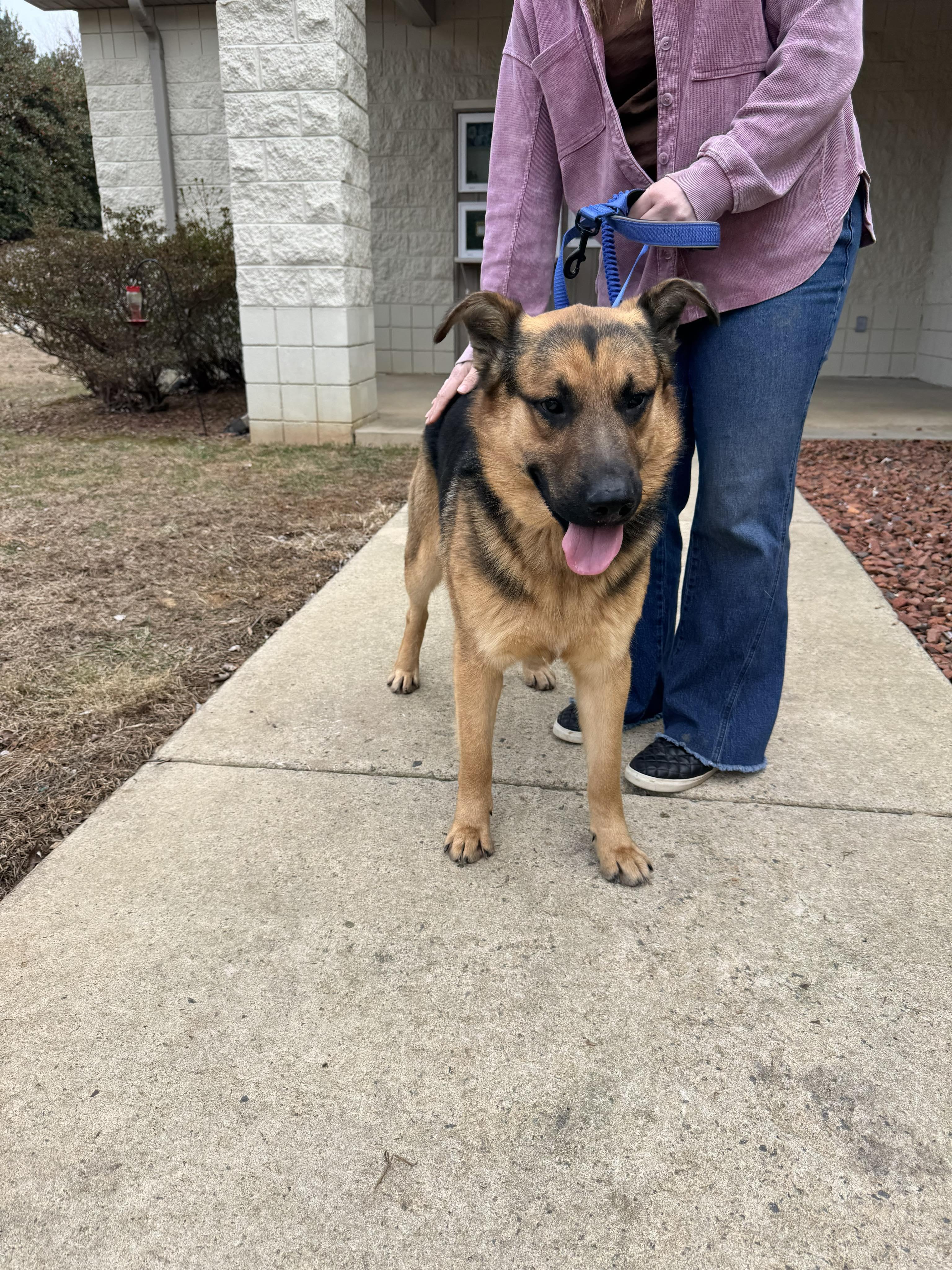 Enlarge Leo (CAT FRIENDLY), an adopted German Shepherd Dog in Greeneville, TN image 1/6