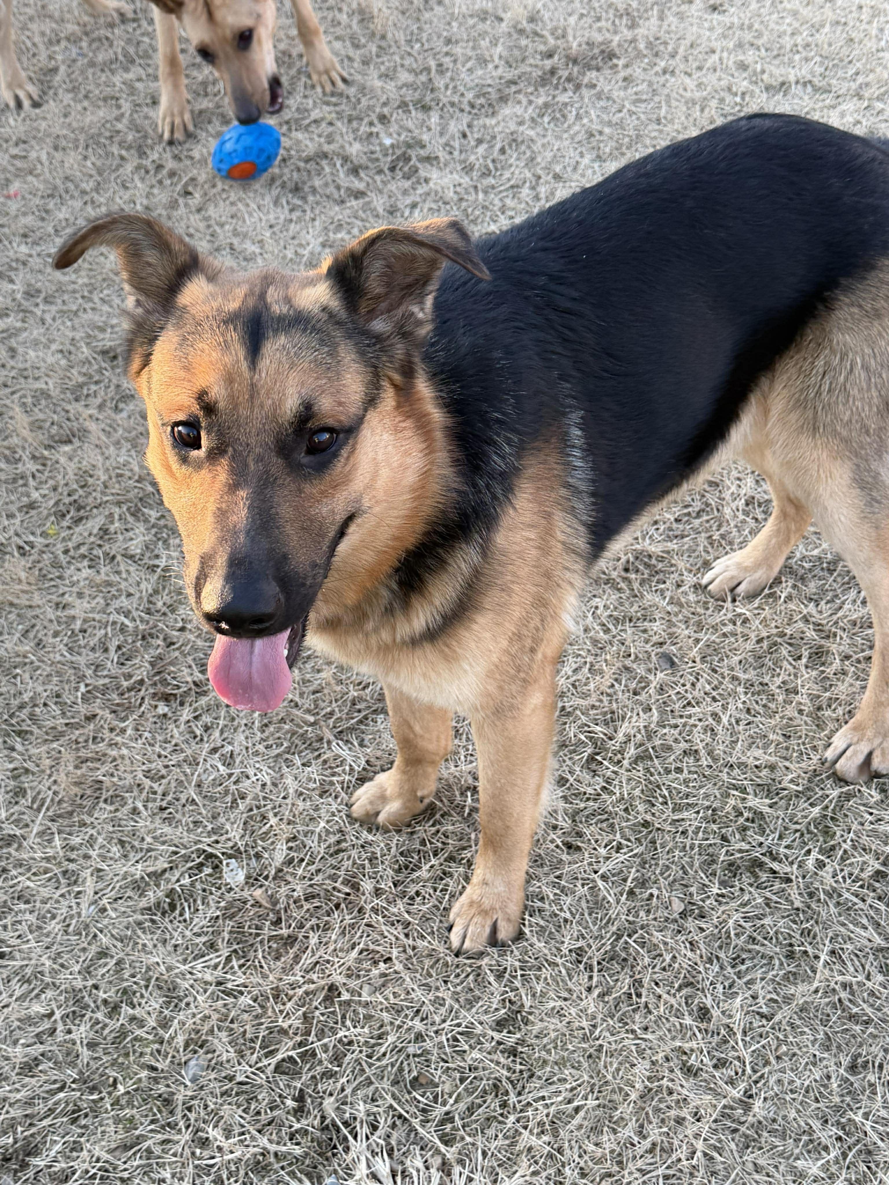 Enlarge Leo (CAT FRIENDLY), an adopted German Shepherd Dog in Greeneville, TN image 5/6