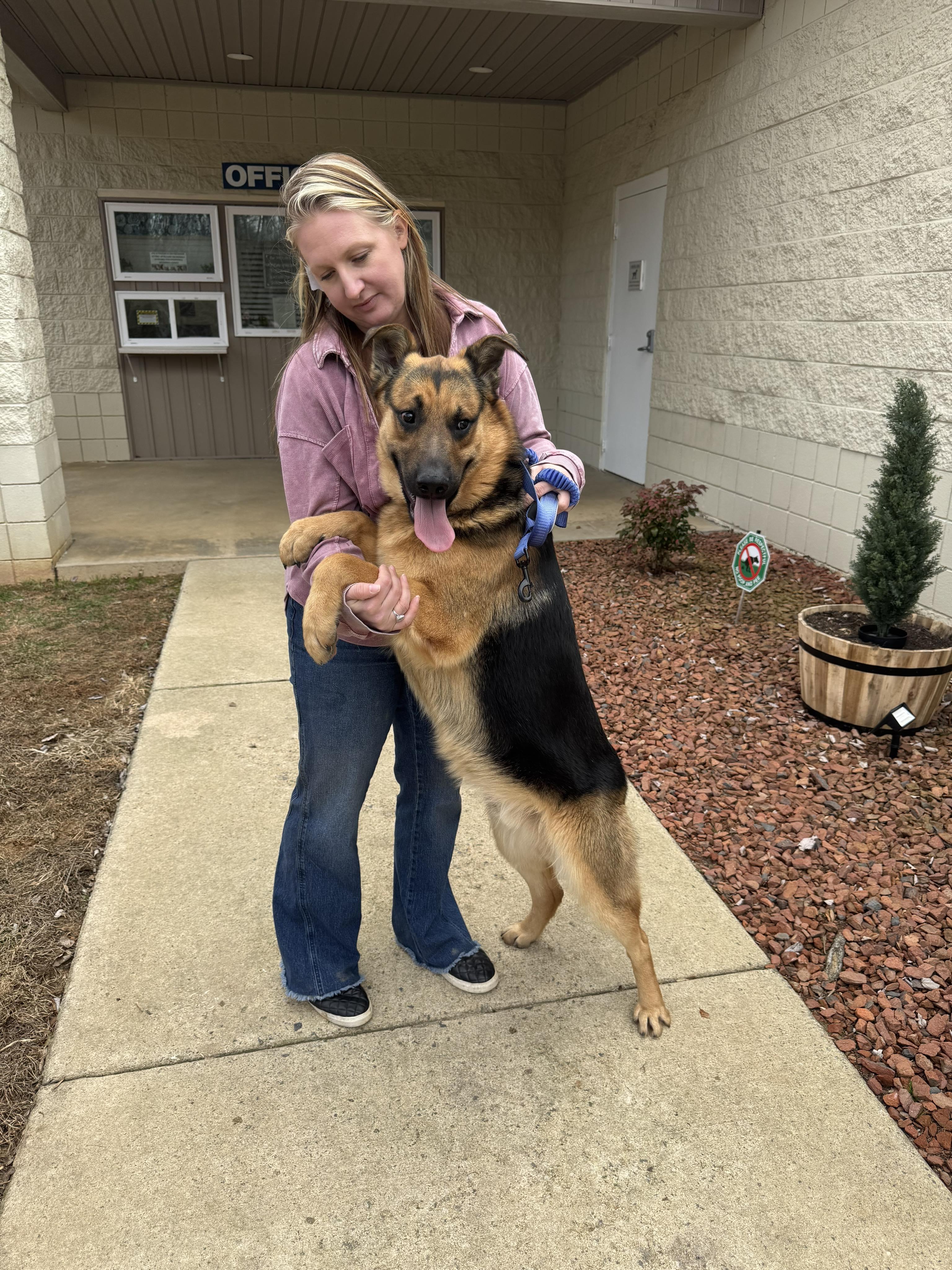 Enlarge Leo (CAT FRIENDLY), an adopted German Shepherd Dog in Greeneville, TN image 2/6