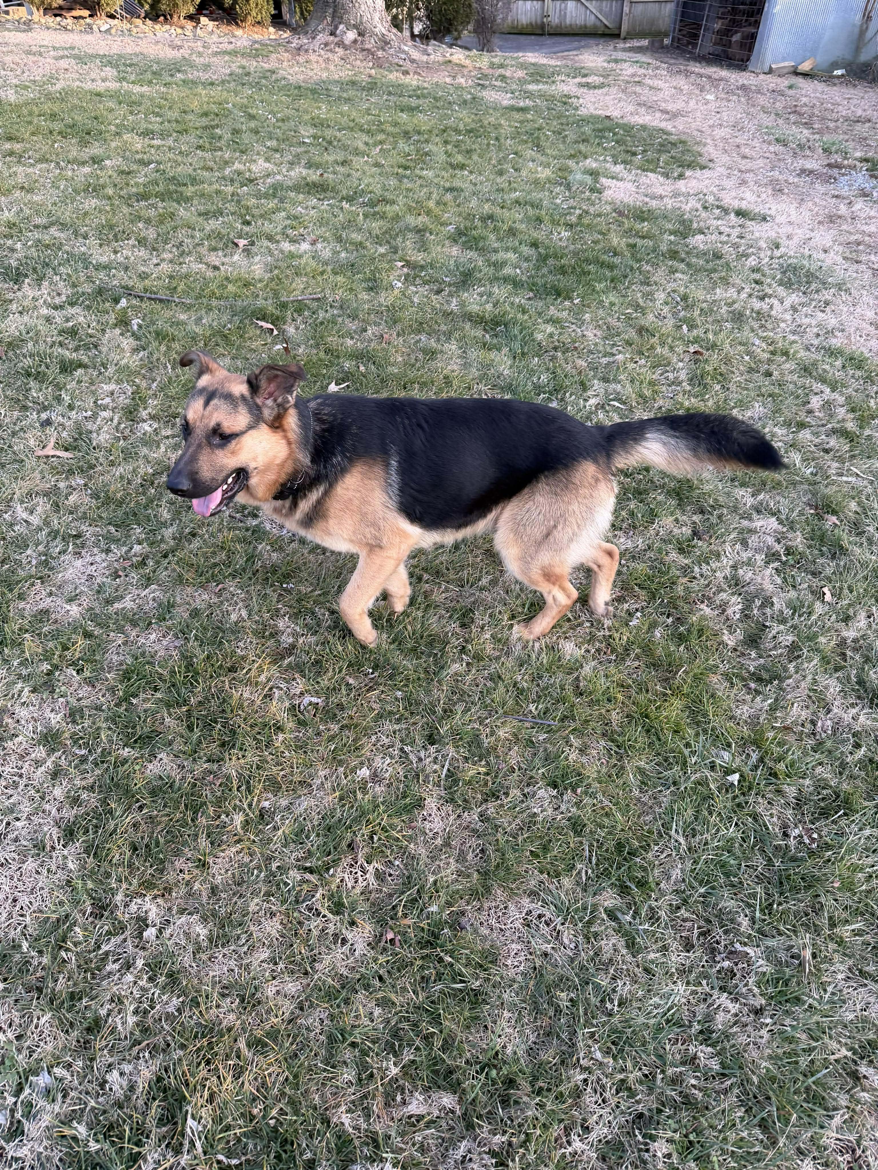 Enlarge Leo (CAT FRIENDLY), an adopted German Shepherd Dog in Greeneville, TN image 3/6