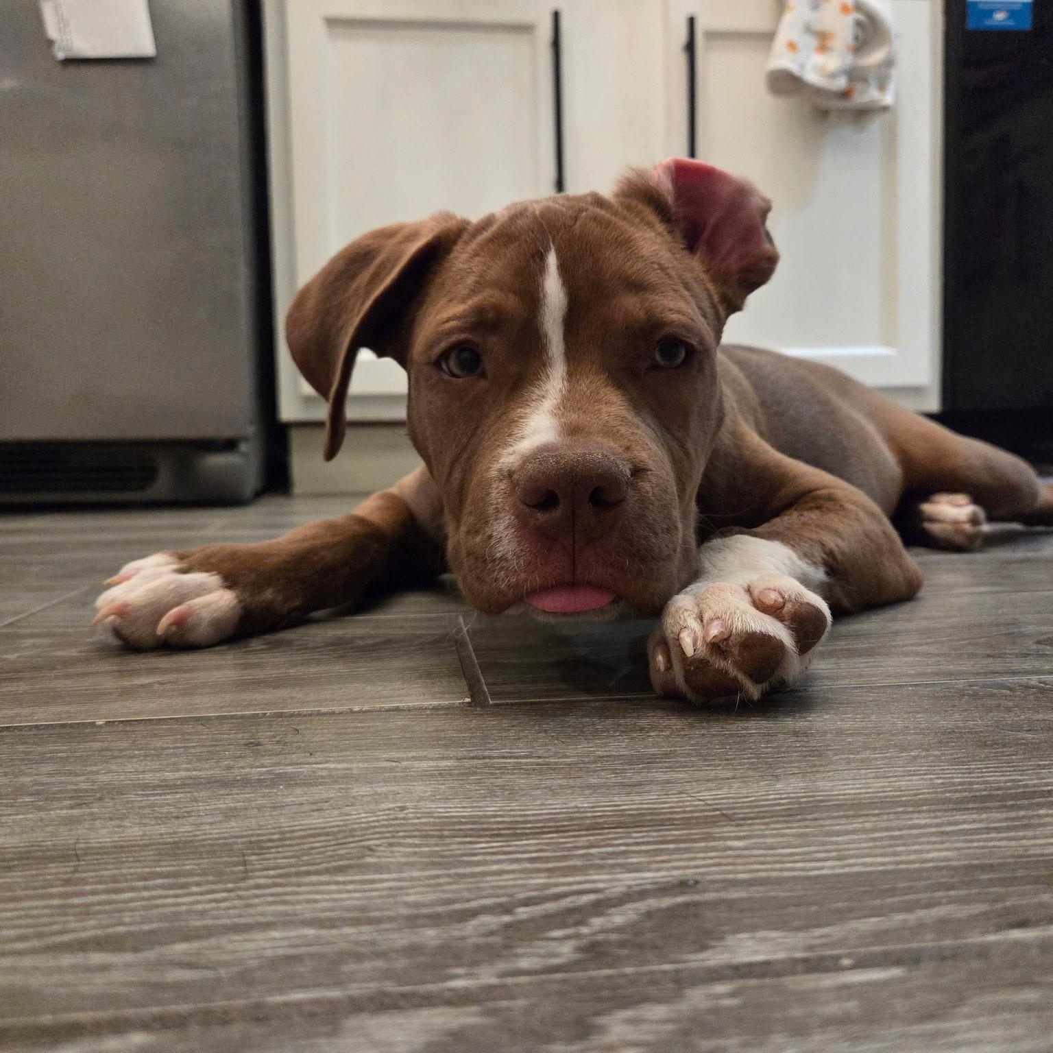 Enlarge HOAGIE, a Adoptable mixed breed in Tucson , AZ image 2/5