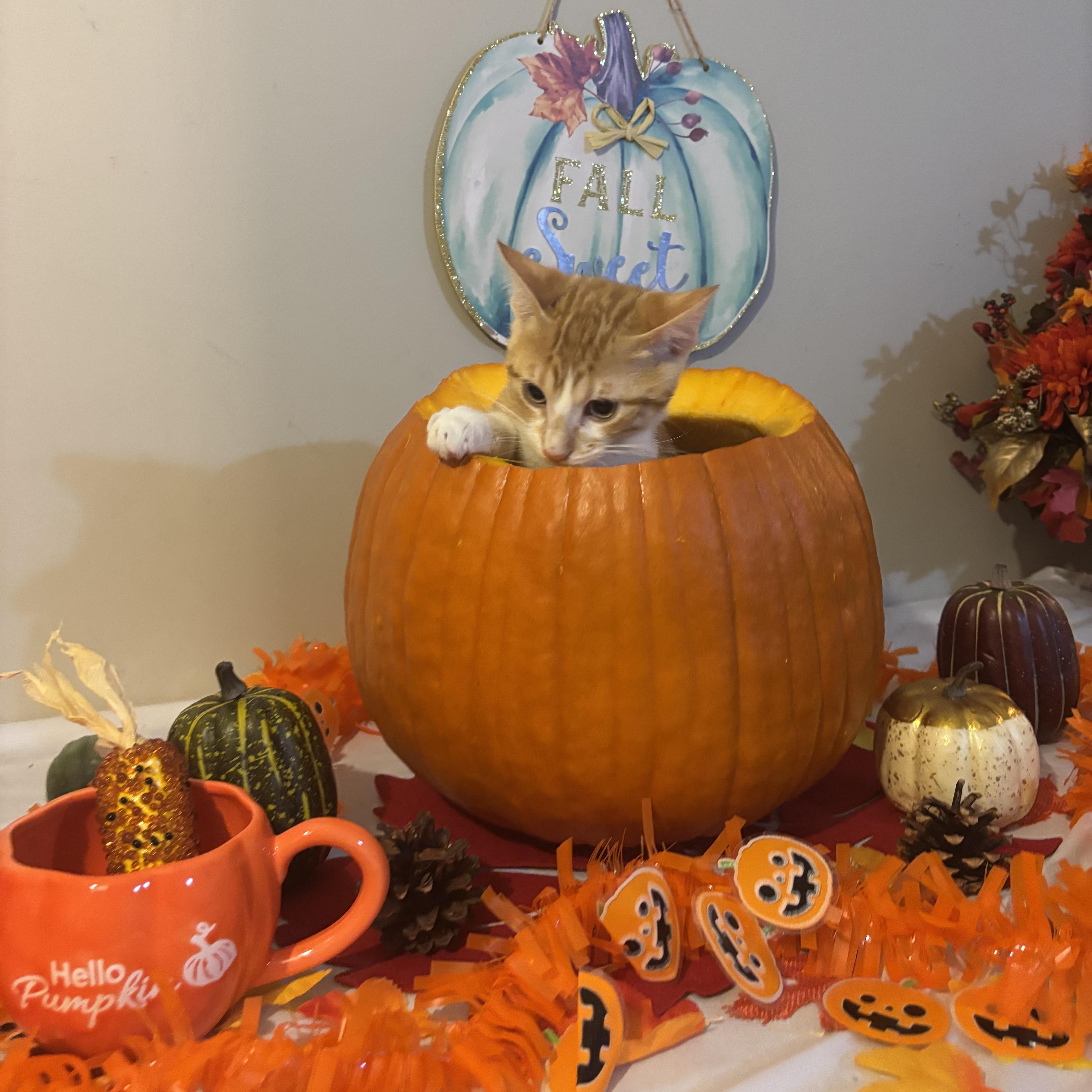 Enlarge Pumpkin, a Adoptable mixed breed in Concord, NC image 2/5