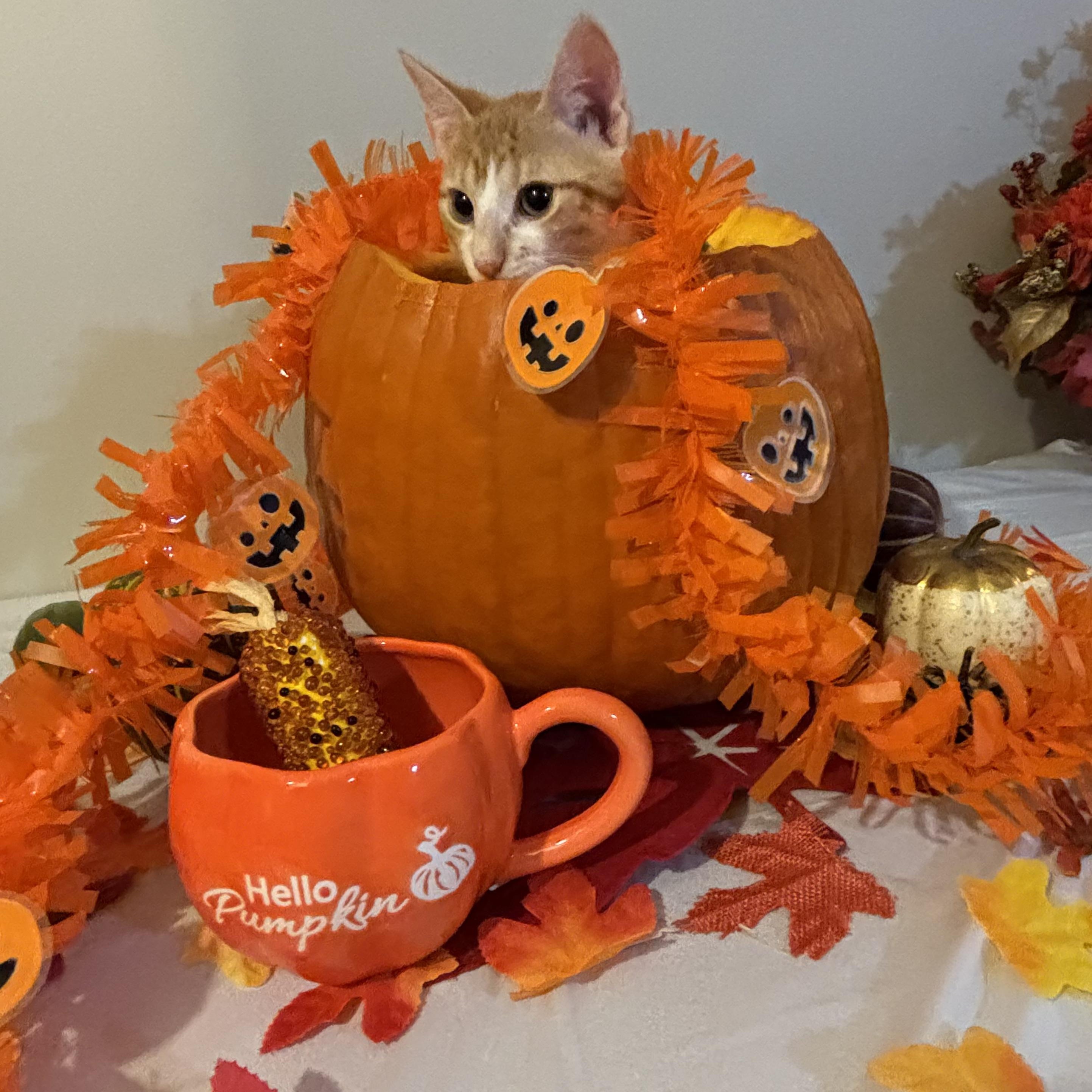 Enlarge Pumpkin, a Adoptable mixed breed in Concord, NC image 4/5