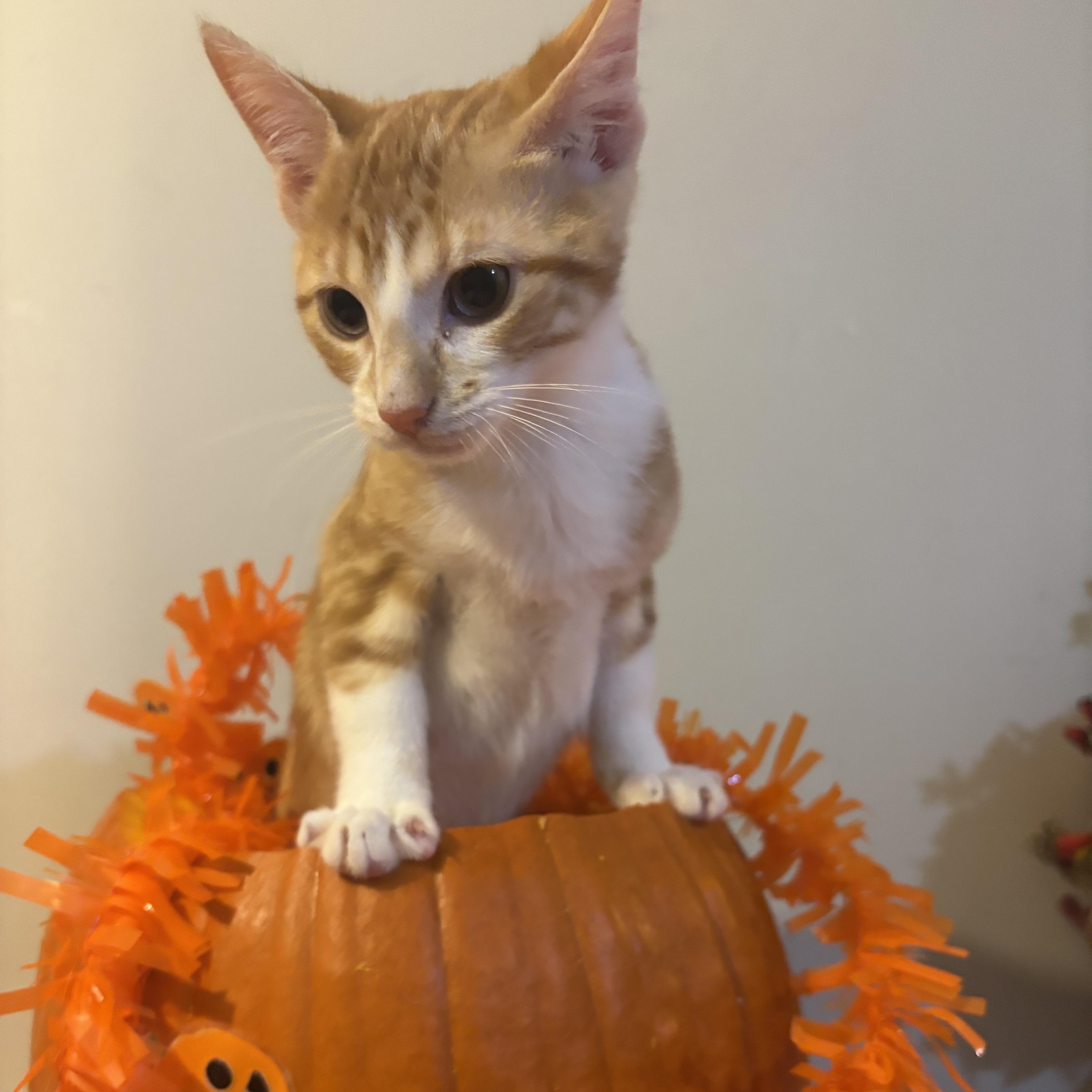 Pumpkin, Adoptable, Kitten Male Bengal & Domestic Short Hair.