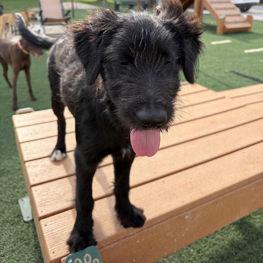 Kora, Adoptable, Puppy Female Poodle & Terrier.