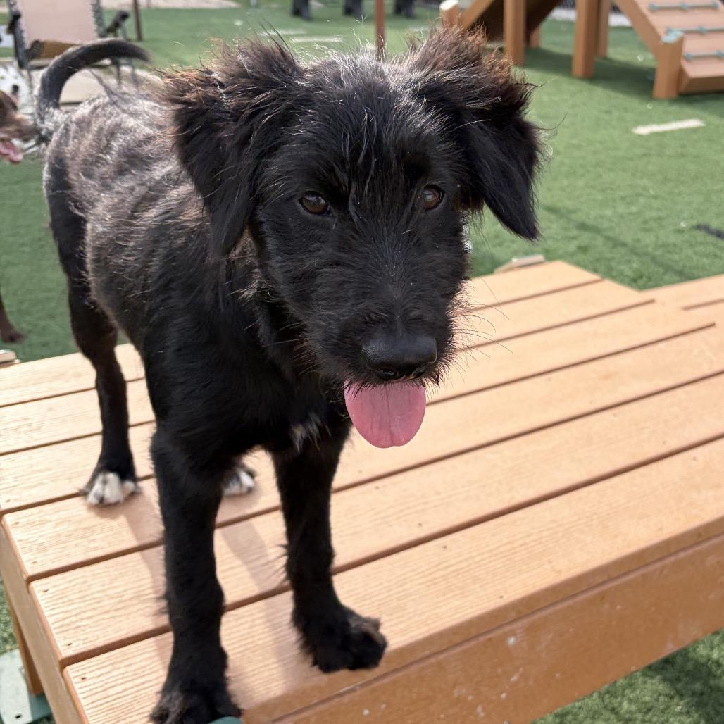Kora, a Adoptable mixed breed in Fulton, MO image 2/4