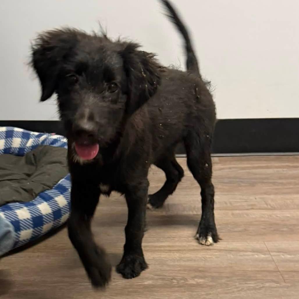 Kora, a Adoptable mixed breed in Fulton, MO image 3/4