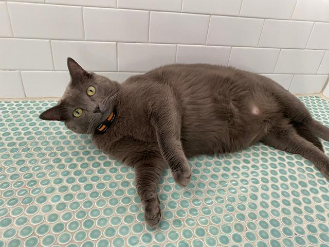 Toothless, Adoptable, Adult Male Domestic Short Hair.