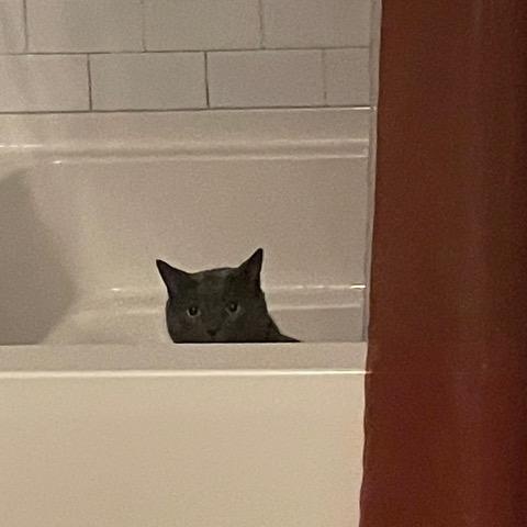 Toothless