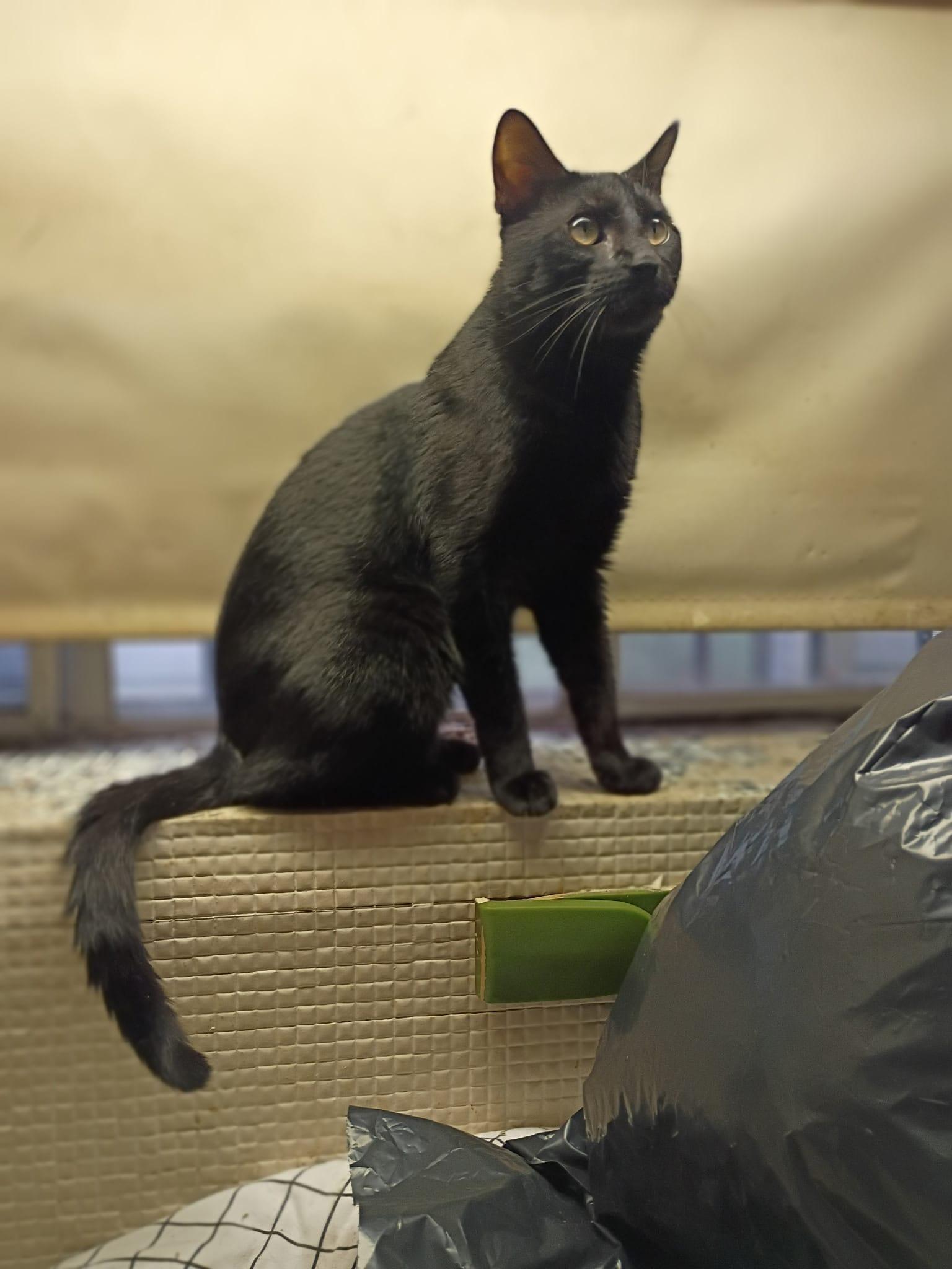 Enlarge COLA THE LAP CAT, a Adoptable mixed breed in Jersey City , NJ image 3/6