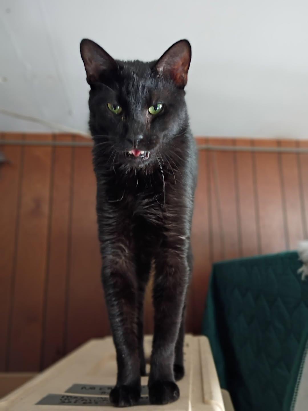 Enlarge COLA THE LAP CAT, a Adoptable mixed breed in Jersey City , NJ image 6/6