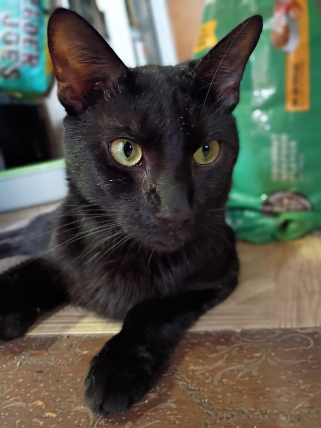 Enlarge COLA THE LAP CAT, a Adoptable mixed breed in Jersey City , NJ image 5/6