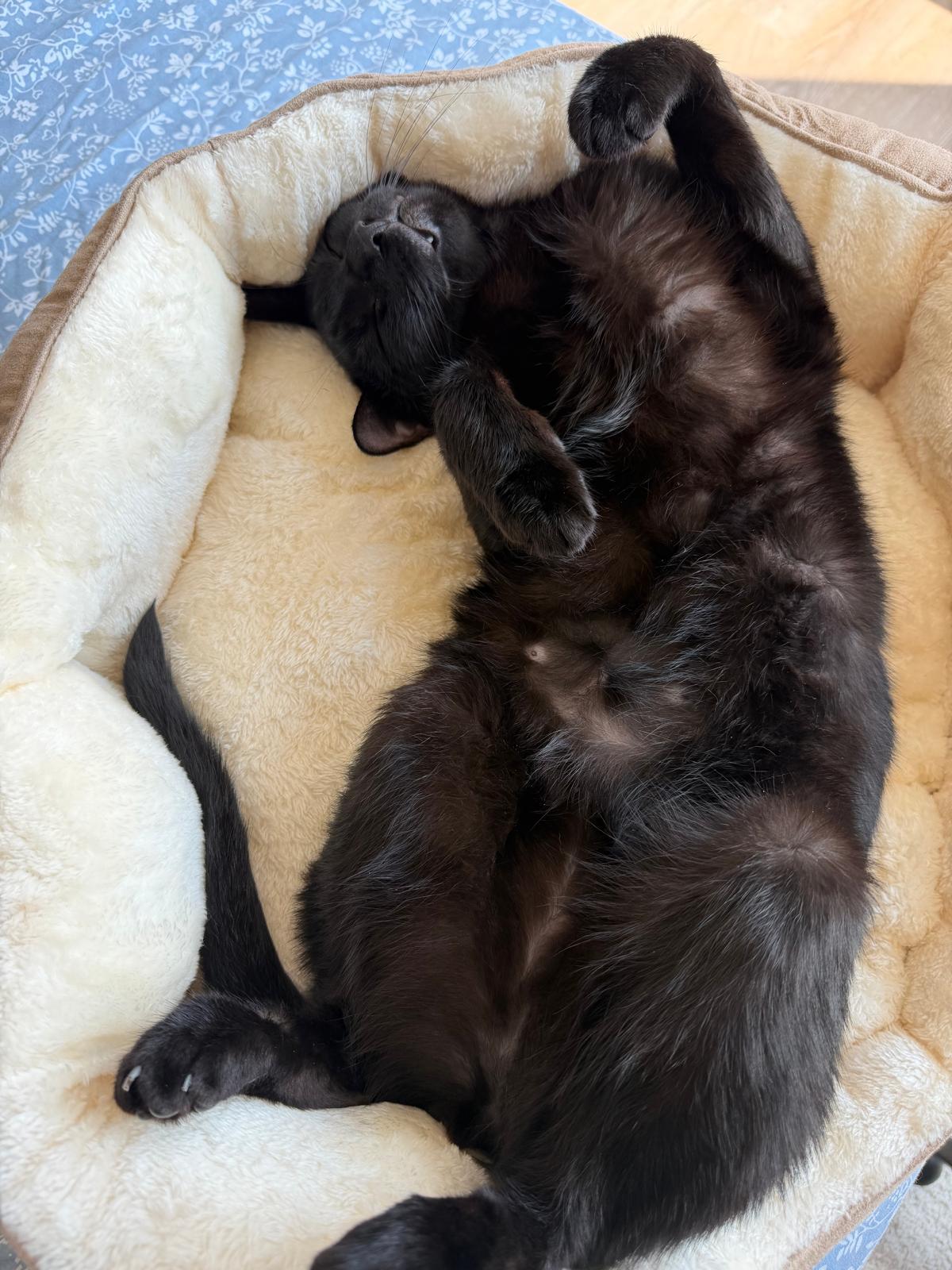 COLA THE LAP CAT, Adoptable, Young Male Bombay & American Shorthair.