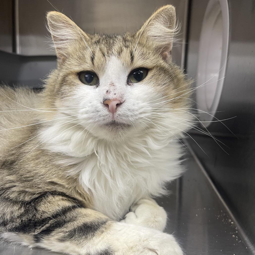 Ringo Starr, Adoptable, Young Male Domestic Medium Hair.