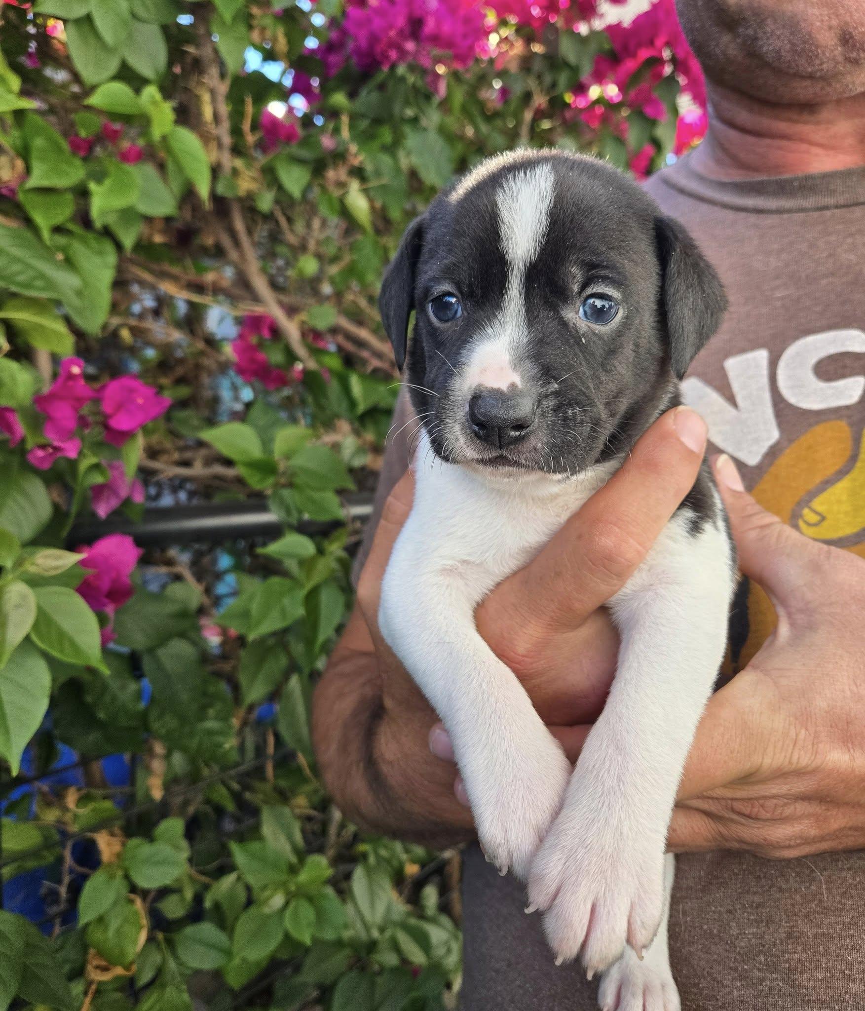 Ushi, ADOPTABLE, Puppy Male Black Labrador Retriever & Dachshund.