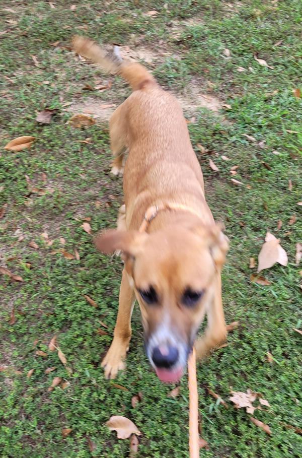 Pen 139 C Scoutty, Adoptable, Young Male Terrier.