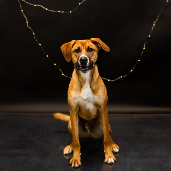 Enlarge Pen 139 C Scoutty, a Adoptable mixed breed in Lawrenceville, GA image 2/3