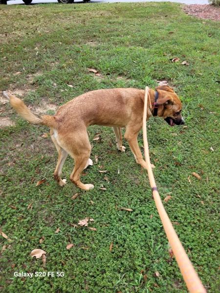 Enlarge Pen 139 C Scoutty, a Adoptable mixed breed in Lawrenceville, GA image 3/3