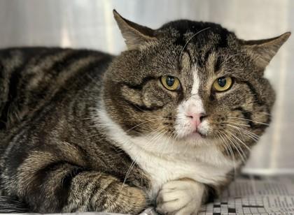 Chipmunk, Adoptable, Adult Male Domestic Short Hair & Domestic Short Hair.