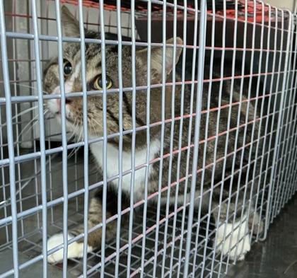 Enlarge Chipmunk, a Adoptable mixed breed in Shreveport, LA image 2/2