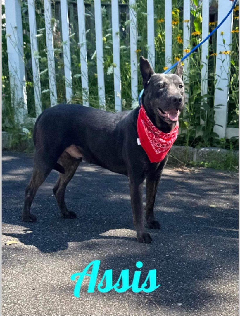 Enlarge Assis, a Adoptable Australian Kelpie in Old Westbury, NY image 1/6