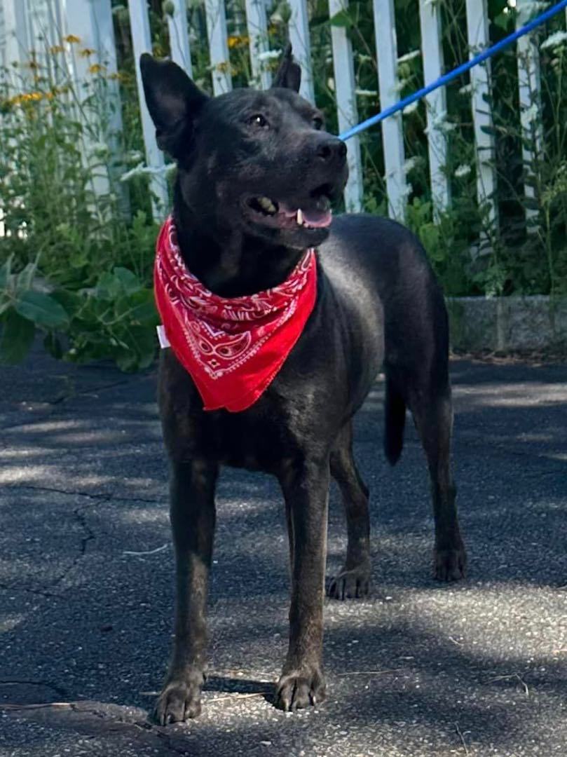 Enlarge Assis, a Adoptable Australian Kelpie in Old Westbury, NY image 2/6