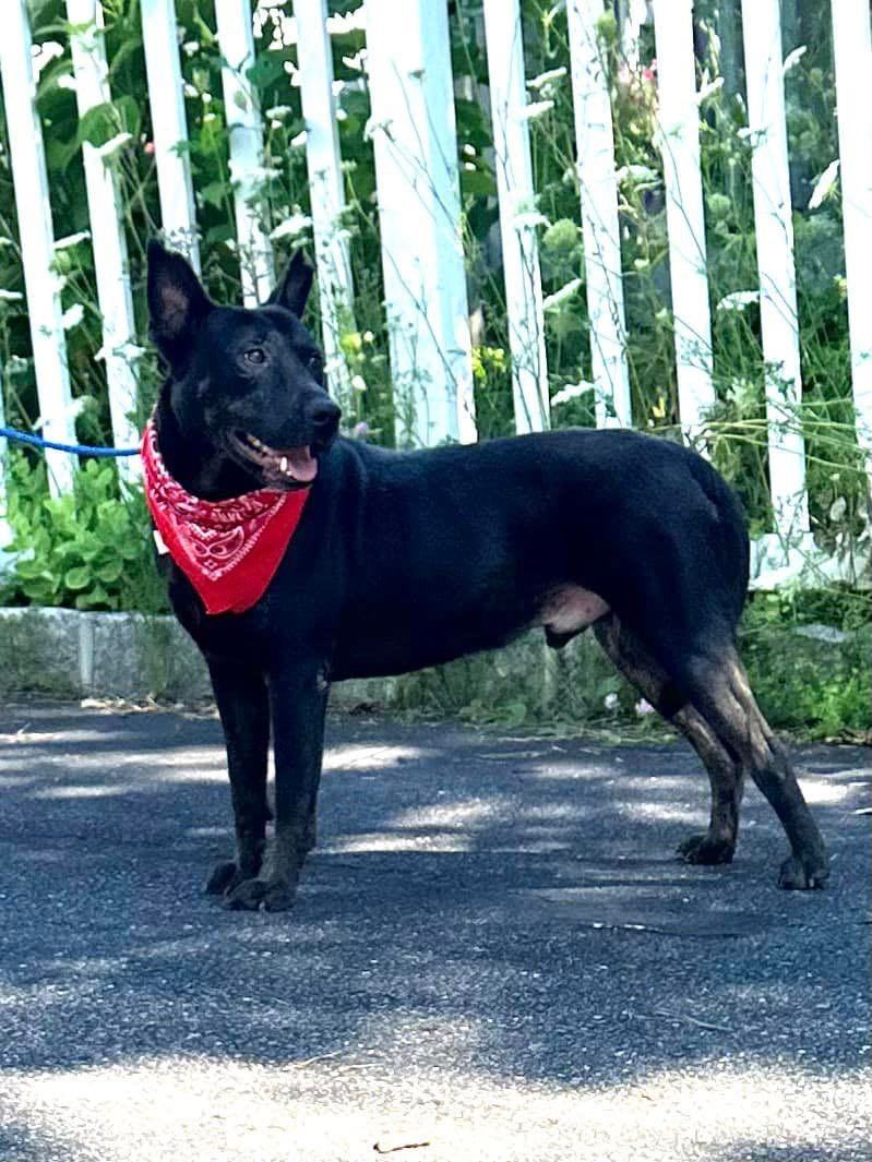 Enlarge Assis, a Adoptable Australian Kelpie in Old Westbury, NY image 3/6