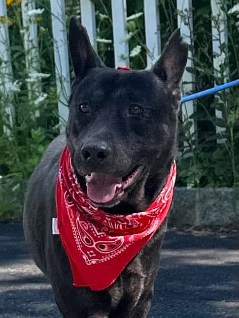 Enlarge Assis, a Adoptable Australian Kelpie in Old Westbury, NY image 4/6