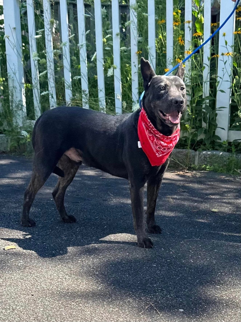Enlarge Assis, a Adoptable Australian Kelpie in Old Westbury, NY image 5/6