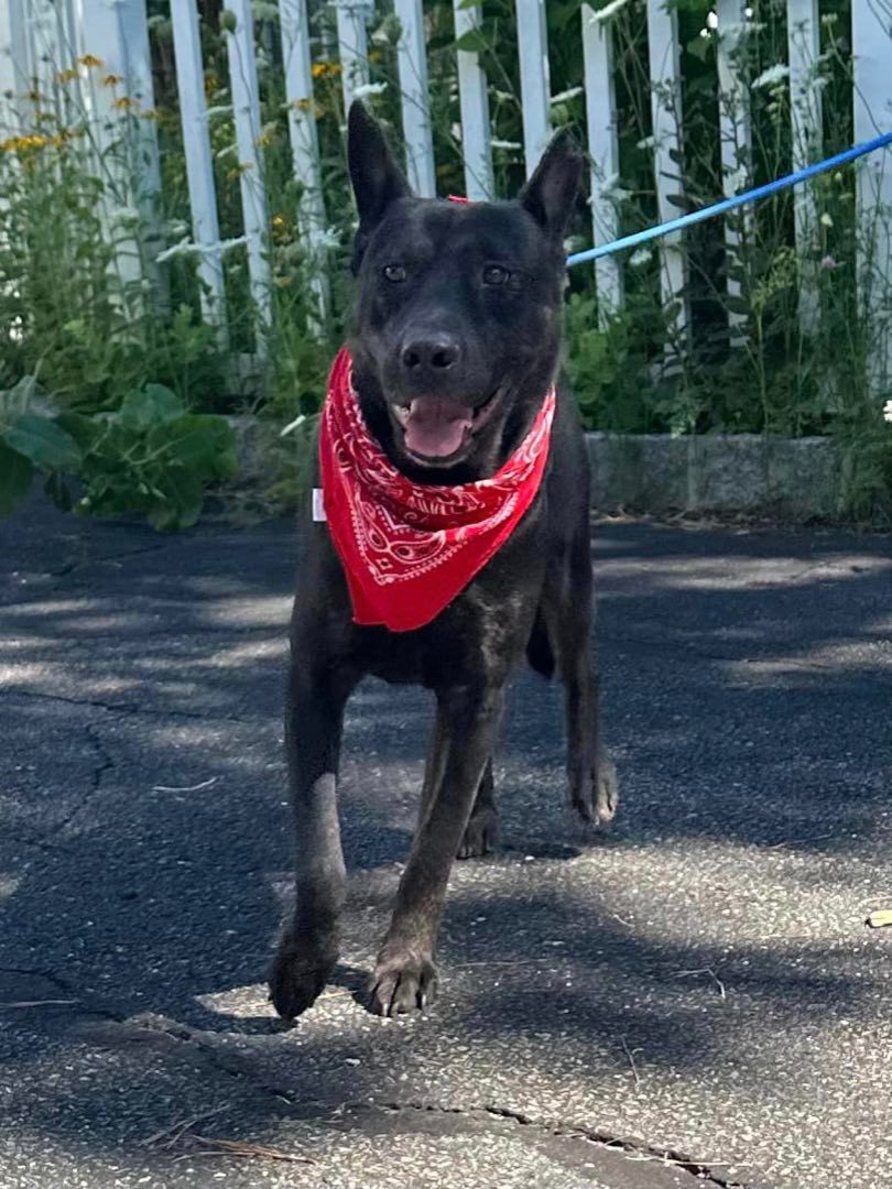 Enlarge Assis, a Adoptable Australian Kelpie in Old Westbury, NY image 6/6