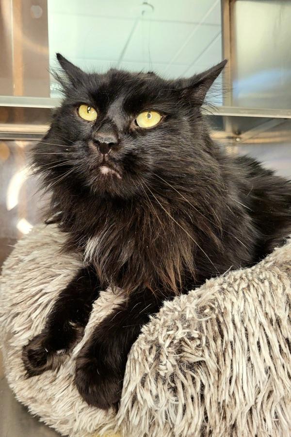 Enlarge Jasper 45719, a Adoptable mixed breed in Pocatello, ID image 3/6