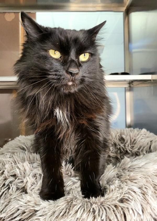 Enlarge Jasper 45719, a Adoptable mixed breed in Pocatello, ID image 6/6