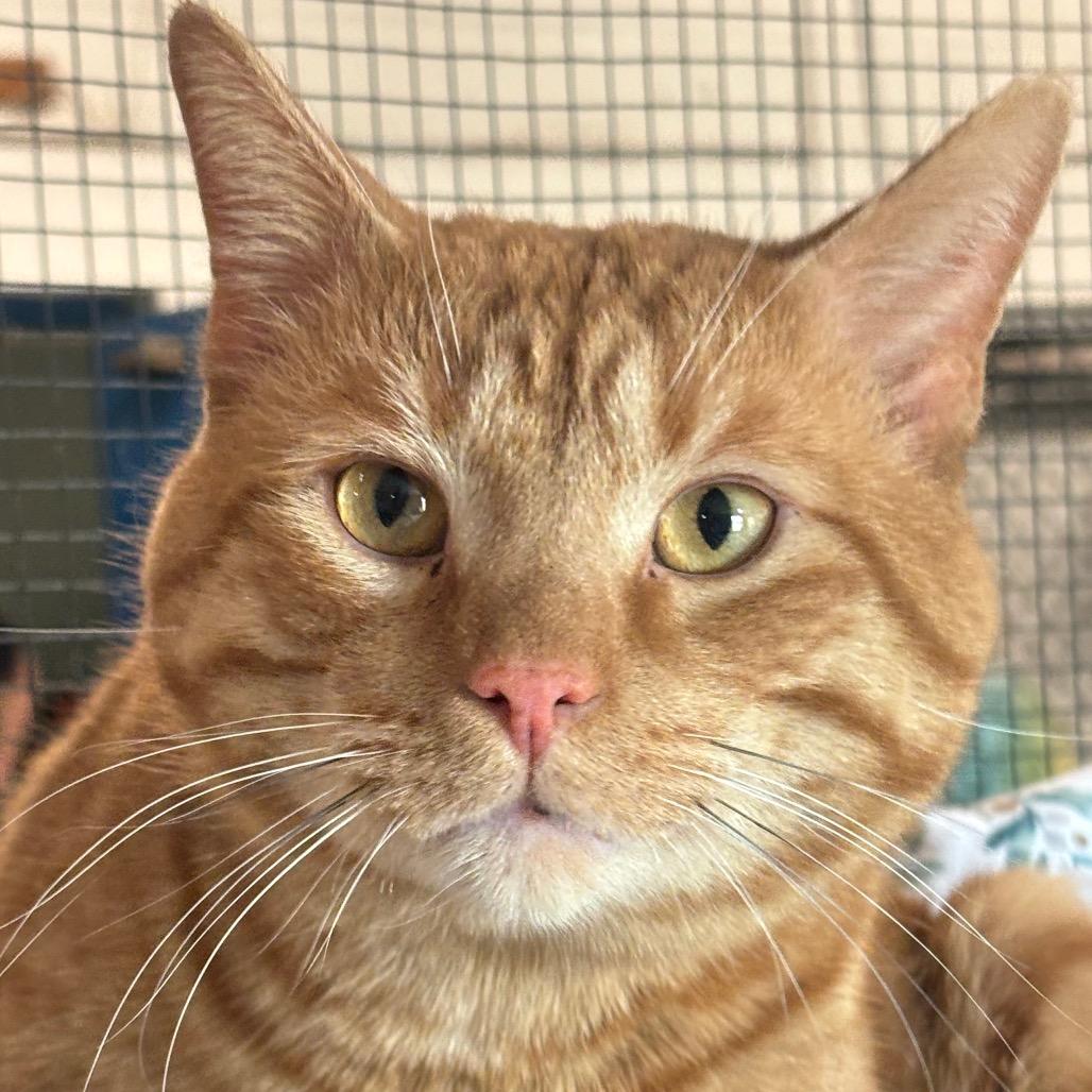 Copper 27C25, Adoptable, Adult Male Domestic Short Hair.