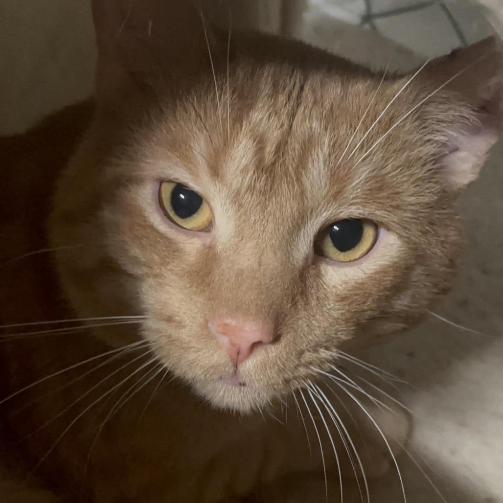 Copper 27C25, Adoptable, Adult Male Domestic Short Hair.
