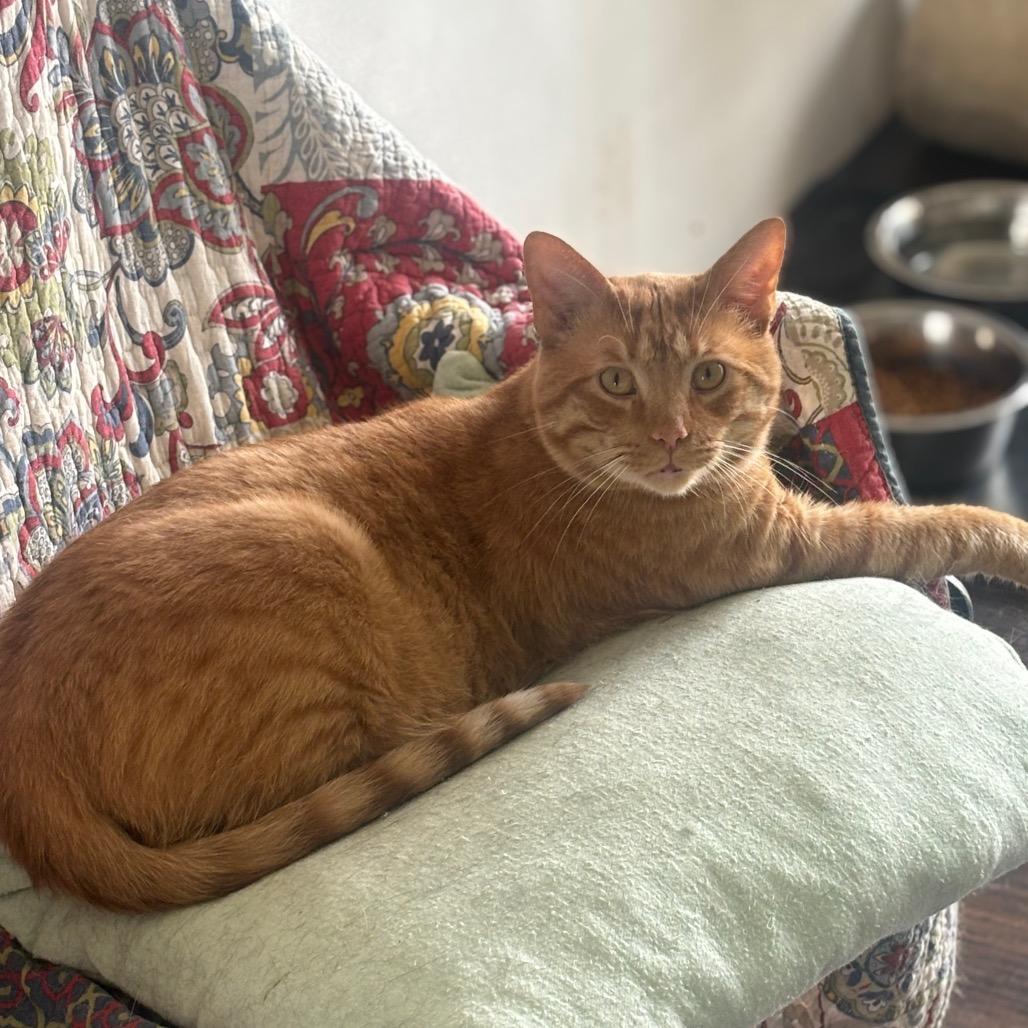 Copper 27C25, Adoptable, Adult Male Domestic Short Hair.