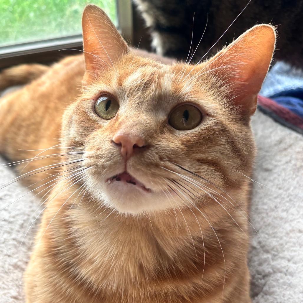 Enlarge Copper 27C25, a Adoptable Domestic Short Hair in Napoleon, OH image 2/6