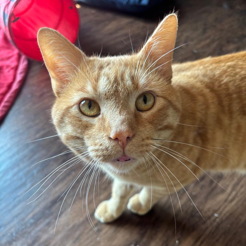 Enlarge Copper 27C25, a Adoptable Domestic Short Hair in Napoleon, OH image 3/5