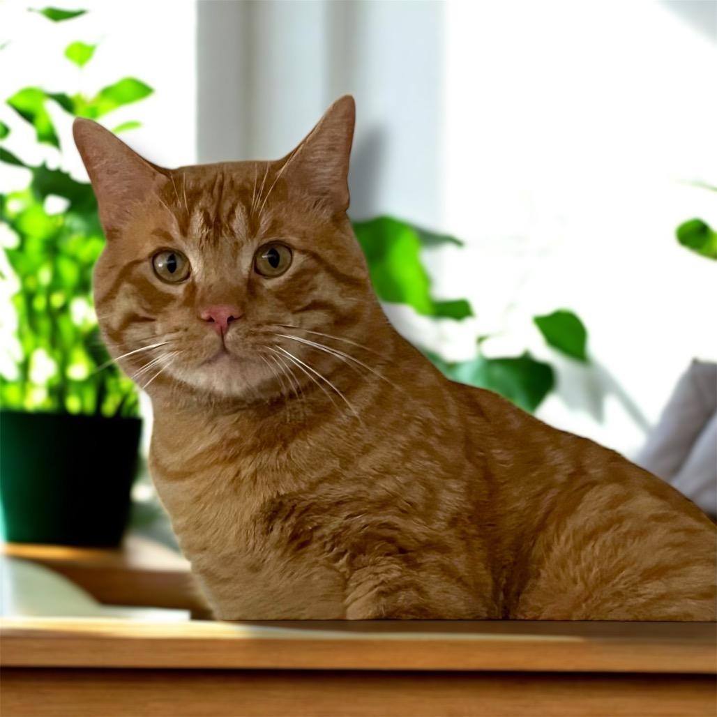 Enlarge Copper 27C25, a Adoptable Domestic Short Hair in Napoleon, OH image 4/5