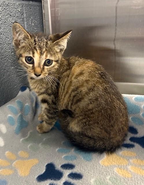 Pixel, Young Female Domestic Short Hair