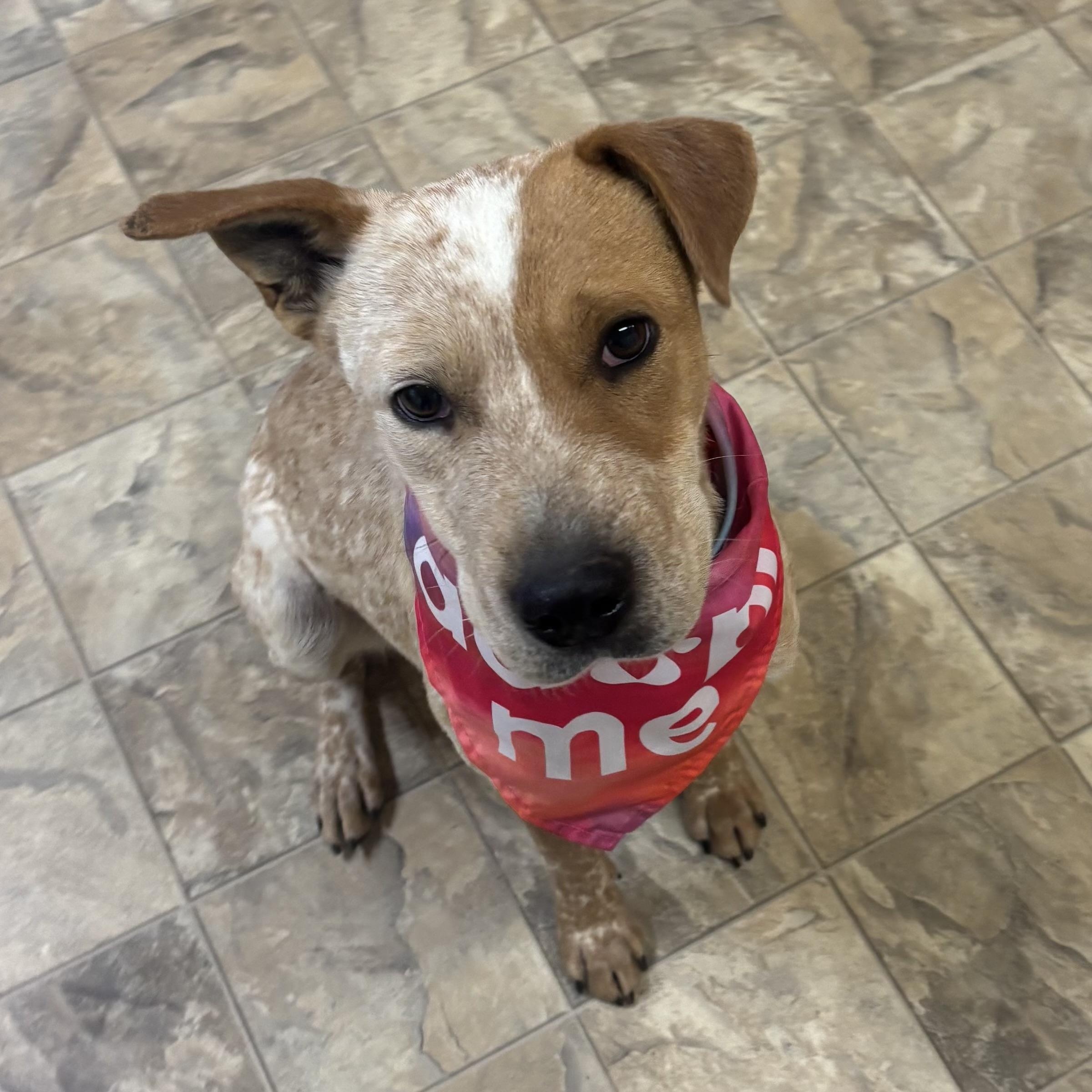 Enlarge Kiva, a ADOPTABLE mixed breed in Pilot Point, TX image 1/2