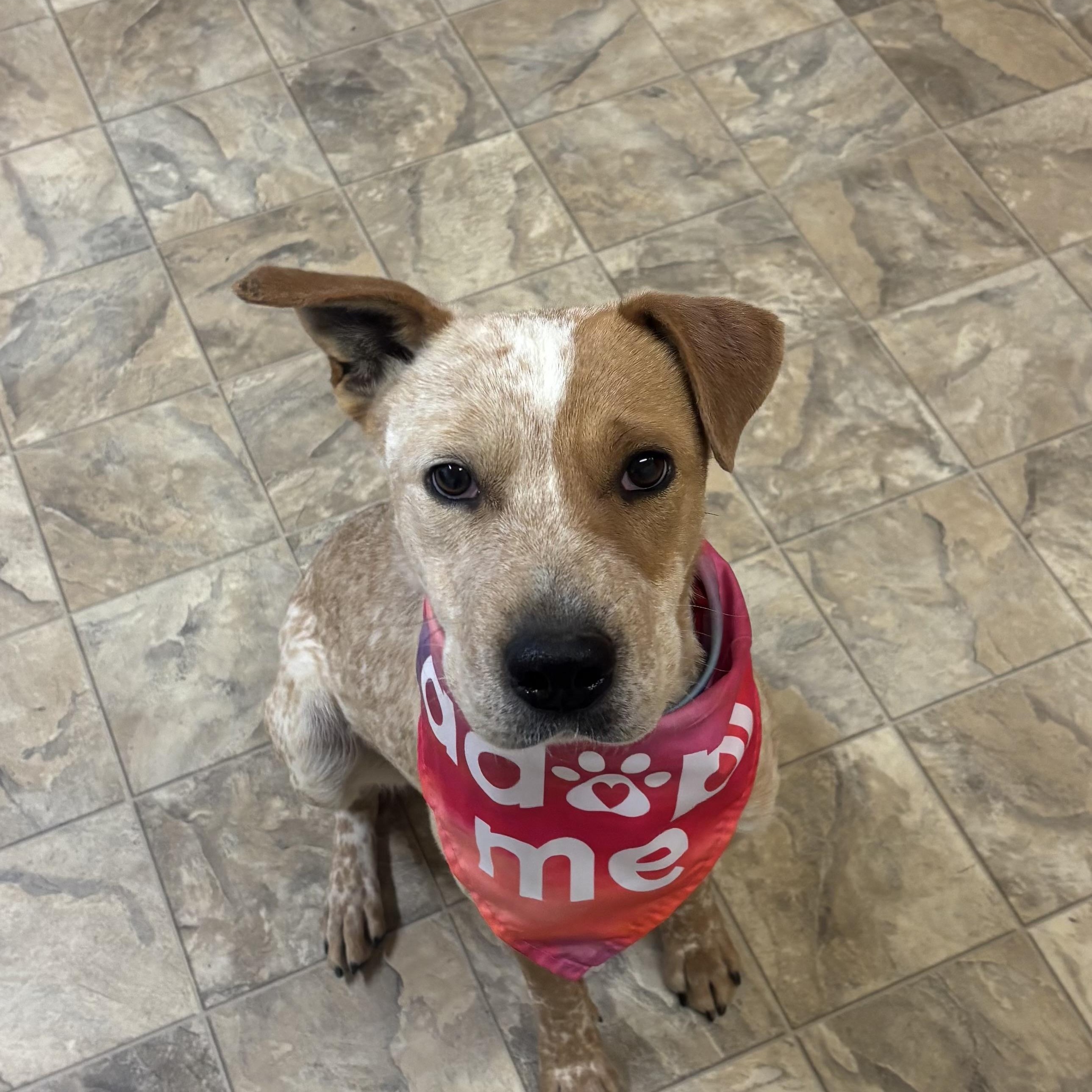 Enlarge Kiva, a ADOPTABLE mixed breed in Pilot Point, TX image 2/2