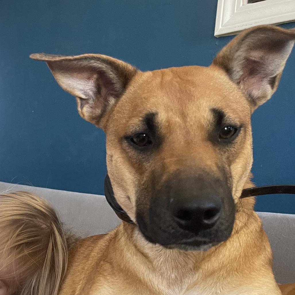 Remi, a Adoptable mixed breed in Clarksville, TN image 1/2