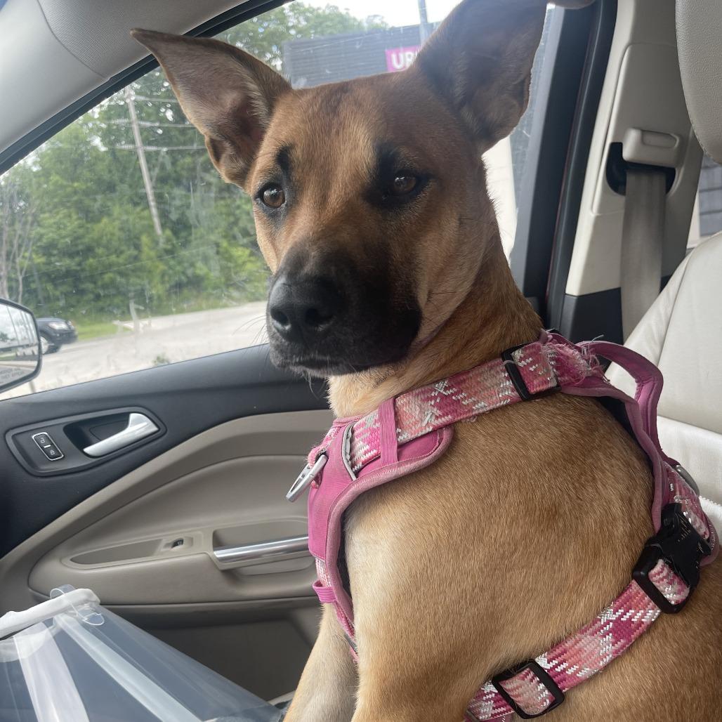 Remi, a Adoptable mixed breed in Clarksville, TN image 2/2