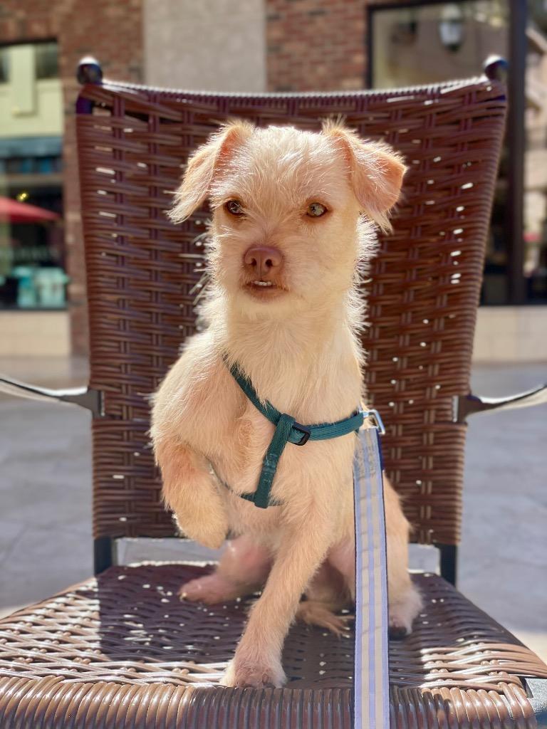 Lippy, Adoptable, Young Male Mixed Breed.