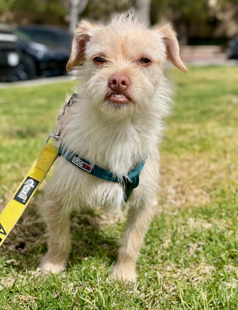 Lippy, a Adoptable mixed breed in Thousand Oaks, CA image 3/6