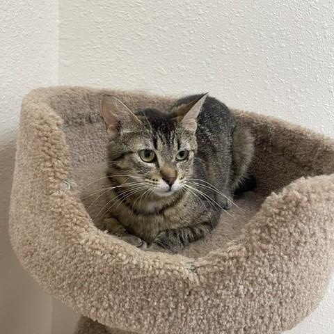Shasta, a ADOPTABLE Domestic Short Hair in Red Wing, MN image 2/4