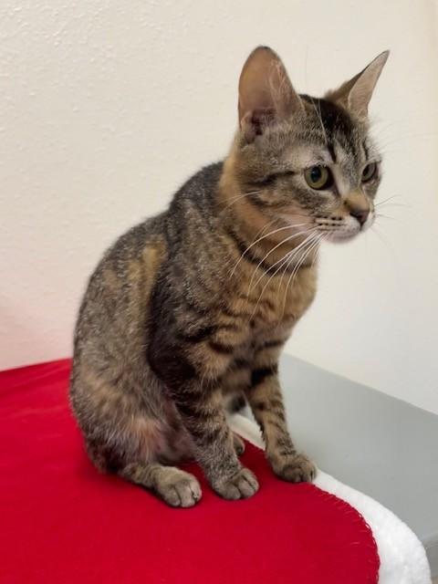 Shasta, a ADOPTABLE Domestic Short Hair in Red Wing, MN image 1/4