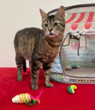 Shasta, a ADOPTABLE Domestic Short Hair in Red Wing, MN image 3/4
