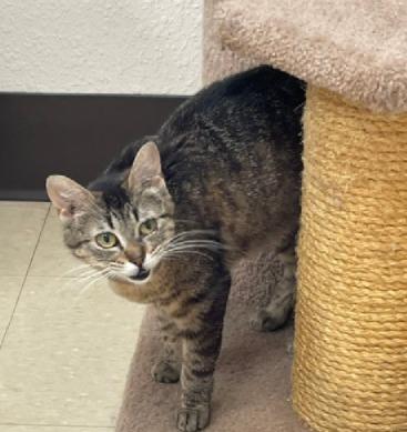 Shasta, a ADOPTABLE Domestic Short Hair in Red Wing, MN image 4/4